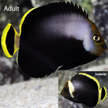 Black Velvet Angelfish 