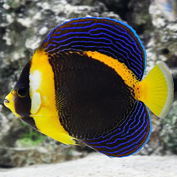 Scribbled Angelfish