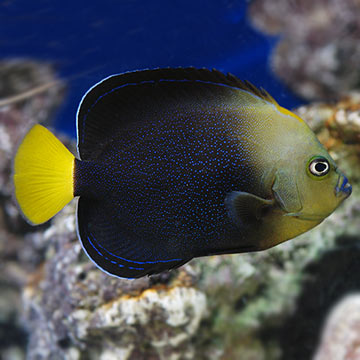 Bluespotted Angelfish