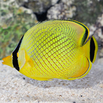 Latticed Butterflyfish