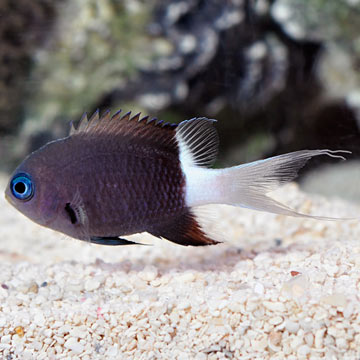 Black & White Chromis