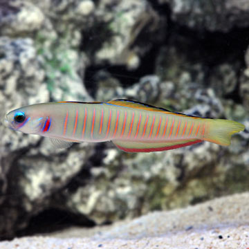 Zebra Barred Dartfish 