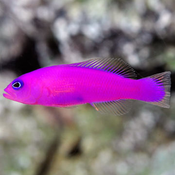 Purple Dottyback