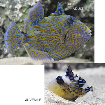 Bluelined Triggerfish