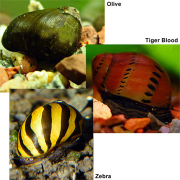 Nerita Snail