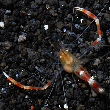 Banded Coral Shrimp, Gold