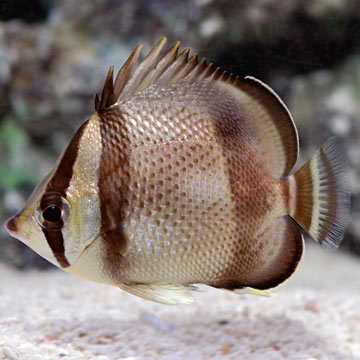 Threebanded Butterflyfish