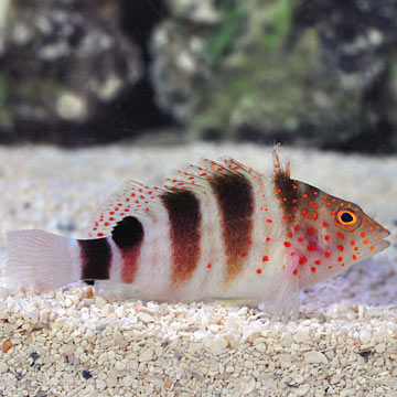 Caribbean Redspotted Hawkfish 