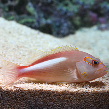 Arc Eye Hawkfish 