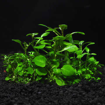 Cardinal Plant