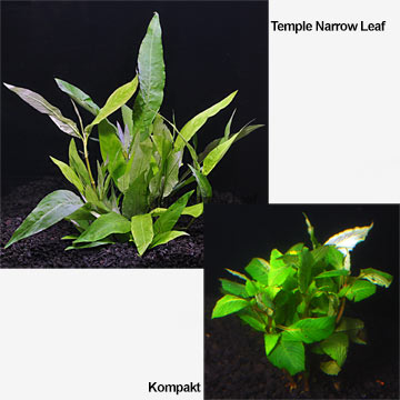 Hygrophila