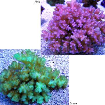 Cauliflower Coral, Pocillopora