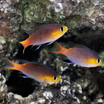 Acares Midget Reef Chromis