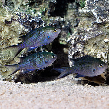 Webers Chromis