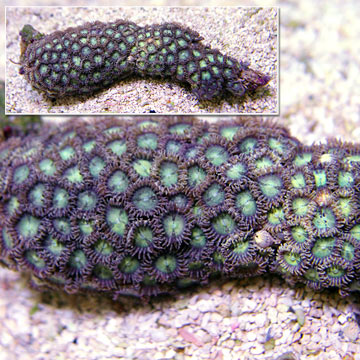 Colony Polyp, Ultra Colored