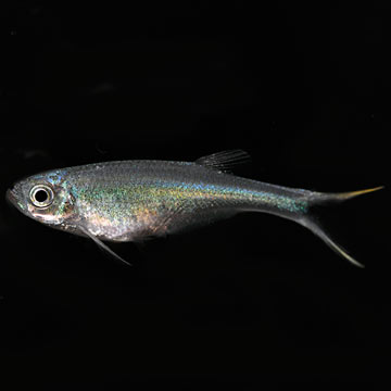 Characin Swordtail Tetra