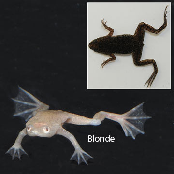 Dwarf African Frog