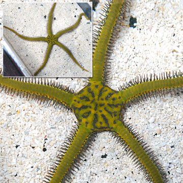 Brittle Sea Star, Fancy Yellow