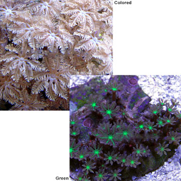 Glove Polyp