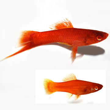 Blood Red Eye Swordtail