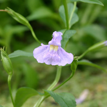 Monkey Plant