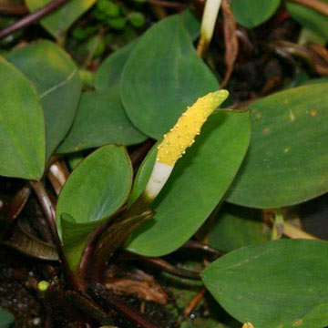 Golden Club Plant