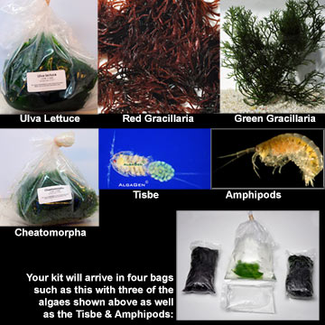 Refugium Starter Kit