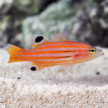 Swales Swissguard Basslet