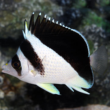 Burgess' Butterflyfish
