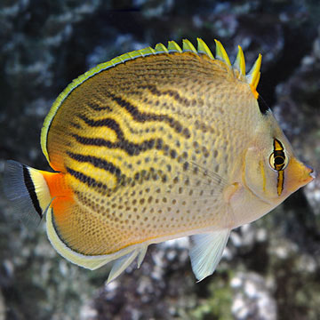 Sunset Butterflyfish 