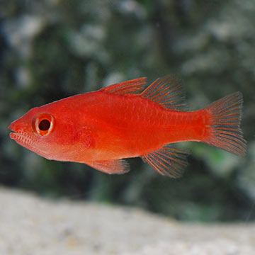Red Stop Light Cardinalfish