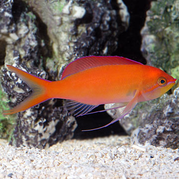 Dispar Anthias