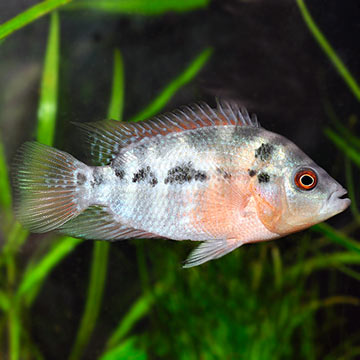 Red Dragon Flower Horn Cichlid