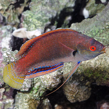 Fine Spotted Fairy Wrasse