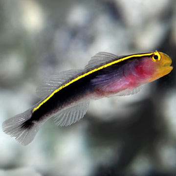 Yellow Line Goby, Captive-Bred