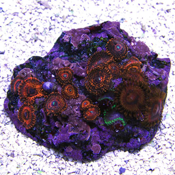 Colony Polyp, Darth Maul