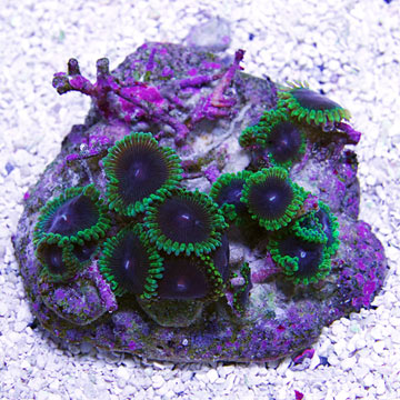 Colony Polyp, Joker