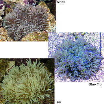 Sebae Anemone