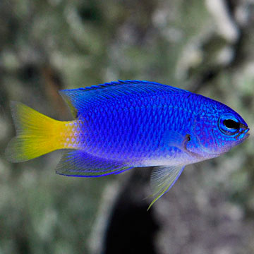 Similar Damselfish