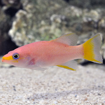 Yellowtail Reef Basslet