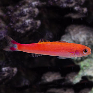 Waitei Anthias