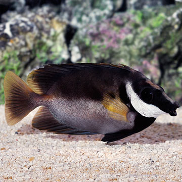 Tongan Black Foxface