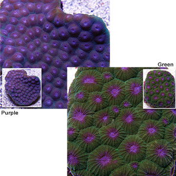 Hexagon Brain Coral, Aquacultured USA