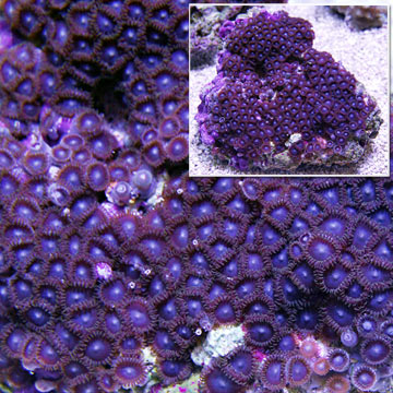 Colony Polyp, Blue