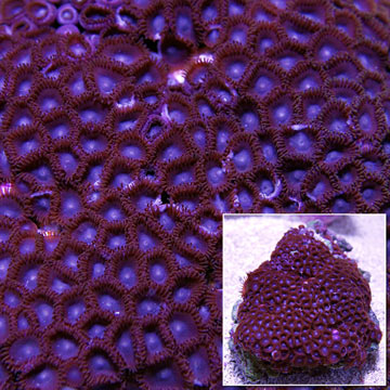 Colony Polyp, Purple Face