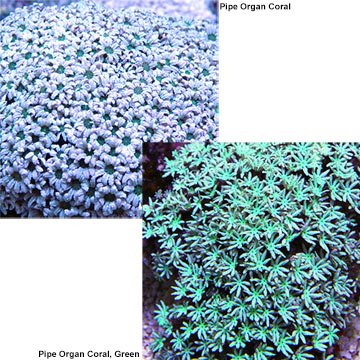 Pipe Organ Coral