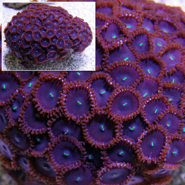 Button Polyp, Red People Eater 
