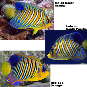 Regal Angelfish EXPERT ONLY