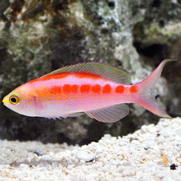 Central Pacific Anthias