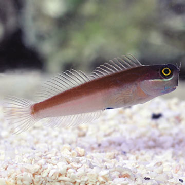 Yellow Eye Combtooth Blenny